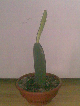 Kaktusz1