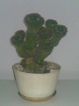 Kaktusz2