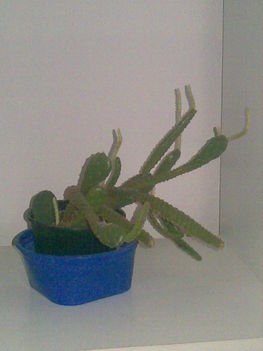 Kaktusz3