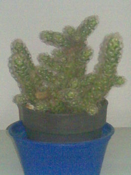 Kaktusz4
