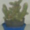 Kaktusz4