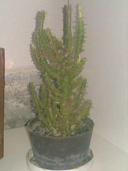 Kaktusz5