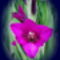 lilakardvirág