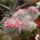 Mammillaria-001_524988_87139_t