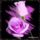_lila_525095_42684_t