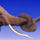 Elefani_525632_70616_t