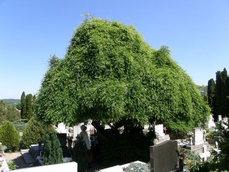 A „falusi” temető egyik árnyat adó fája