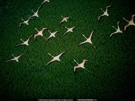Flamingo Flock, Mozambique, 2000