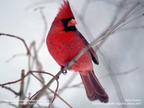 Flashy Feathers