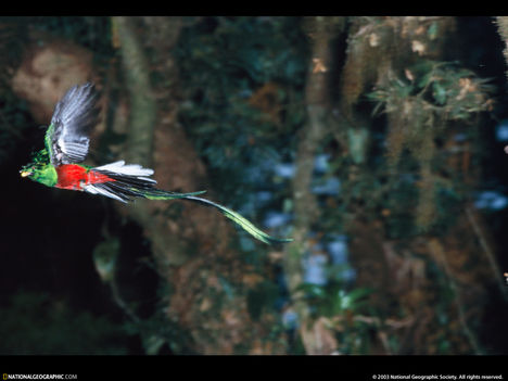 Flying Quetzal, Guatemala, 1997