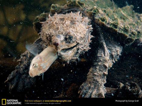Freshwater Turtle, United States, 1996