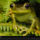 Frog_on_fern_so_paulo_brazil_2001_527413_36402_t