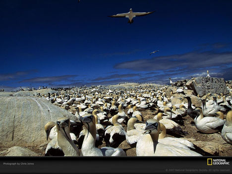 Gannets, Malgas Island, South Africa, 1996