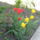 Picture 356 tulipanok