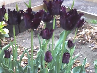 22-04-09_Fekete tulipánom