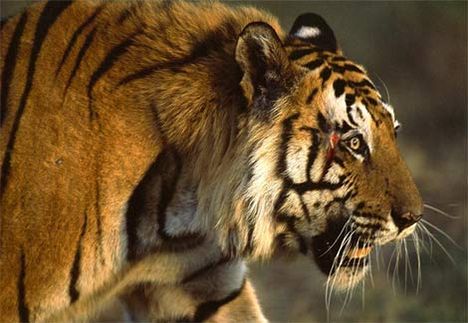 bengal-tiger-charger