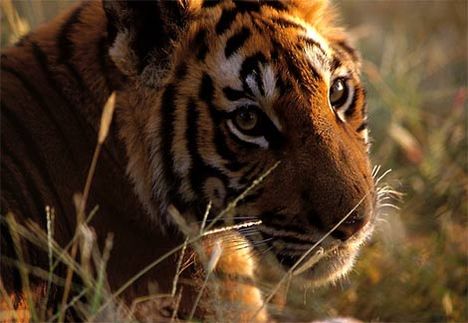 bengal-tiger-closeup