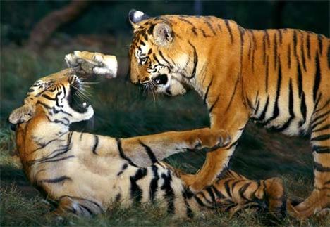 bengal-tiger-cubs-playing