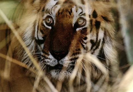 bengal-tiger-face