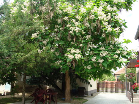 foto 006 Egy virágzó fa!