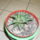 Haworthia_limifolia_528914_68914_t