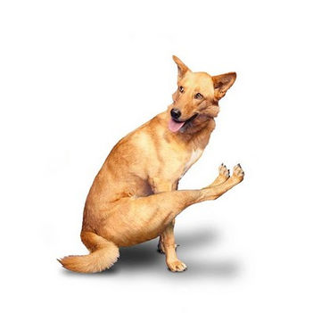 kutya jóga 2