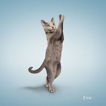 macska jóga 1