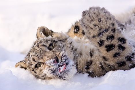 Snow_Leopard_Day_by_Priestek