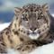 snow-leopard-2