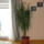 Dracena_529005_94988_t