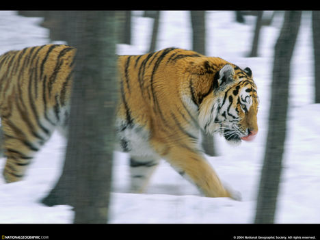 Forest Tiger, Siberia, Russia, 1997