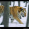 Forest Tiger, Siberia, Russia, 1997