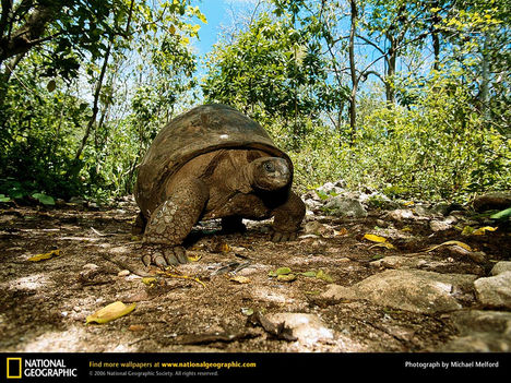 Giant Tortoise, Seychelles, 1998