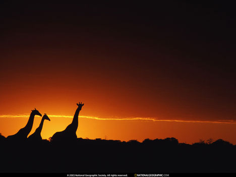 Giraffe Silhouettes, Botswana, 1997
