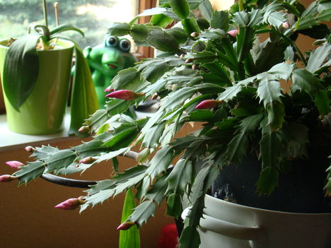 karácsonyi kaktuszom 1