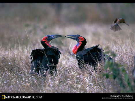 Hornbill Love, South Africa, 1998