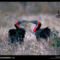 Hornbill Love, South Africa, 1998