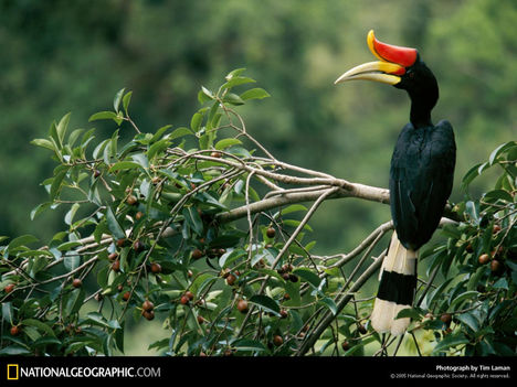 Hornbills, Gunung Palung National Park, Borneo, Indonesia, 1997