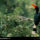 Hornbills_gunung_palung_national_park_borneo_indonesia_1997_531711_37553_t