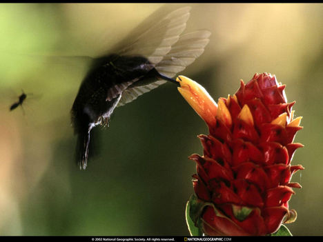 Hummingbird, Costa Rica, 1998