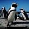 Jackass Penguins, Cape Peninsula, South Africa, 1996