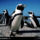 Jackass_penguins_cape_peninsula_south_africa_1996_531696_39301_t
