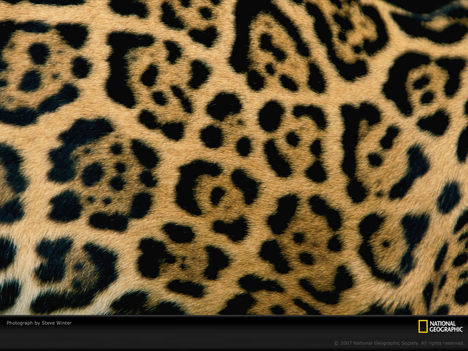 Jaguar Coat