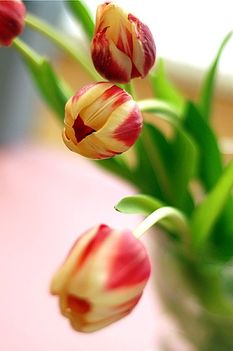 Kétszínű tulipánok