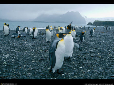 King Penguin Beach, Falkland Islands, 1998