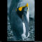 King Penguin Profile, Falkland Islands, 1998
