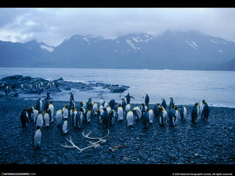 King Penguins, Falkland Islands, 1998