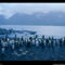 King Penguins, Falkland Islands, 1998