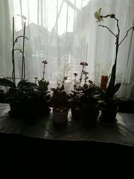 középen ékszer orhidea