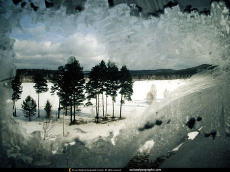 Lake Baikal Forest, Russia, 1997